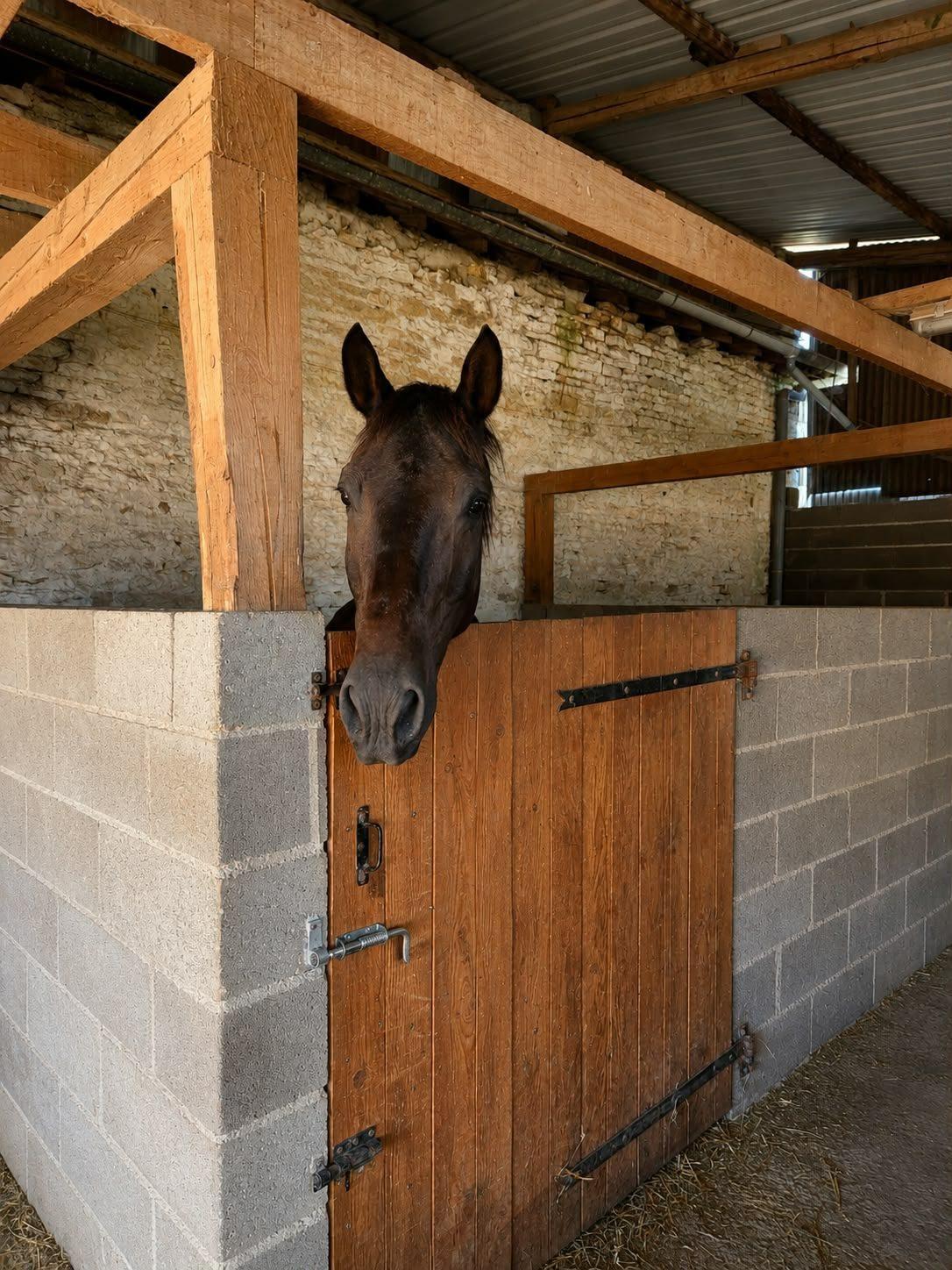 Cheval à la porte de son box dans l'écurie des Écuries de Péma, Épizon Haute-Marne