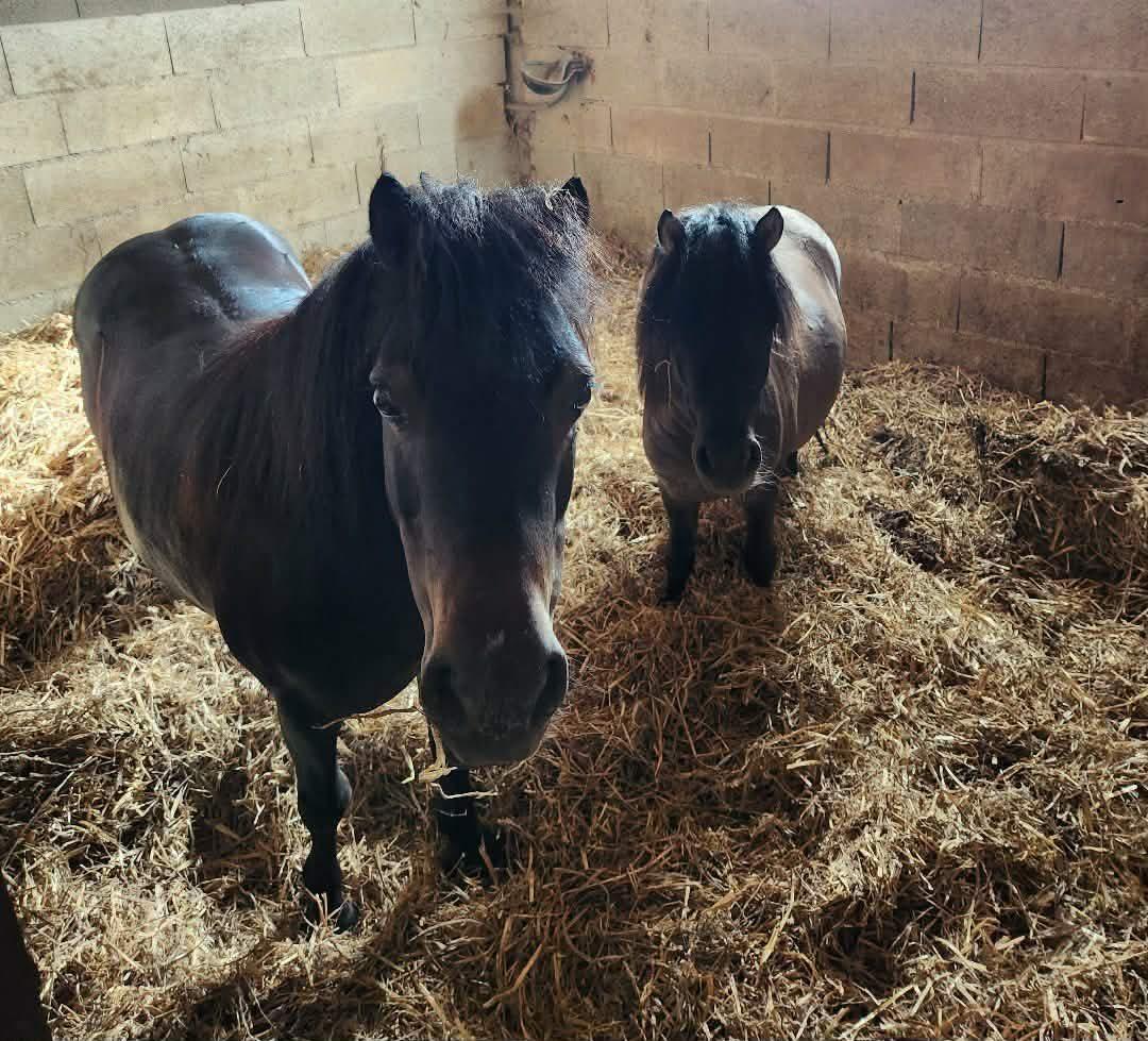 Deux poneys sur paille fraîche en pension aux Écuries de Péma, Bettoncourt-le-Haut 52