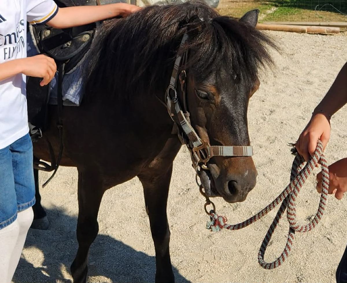 Préparation du poney avant la séance aux Écuries de Péma, Bettoncourt-le-Haut