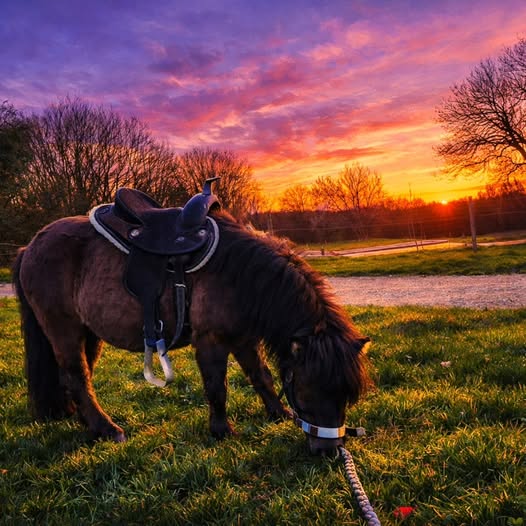 Centre équestre Les Écuries de Péma Haute-Marne coucher de soleil